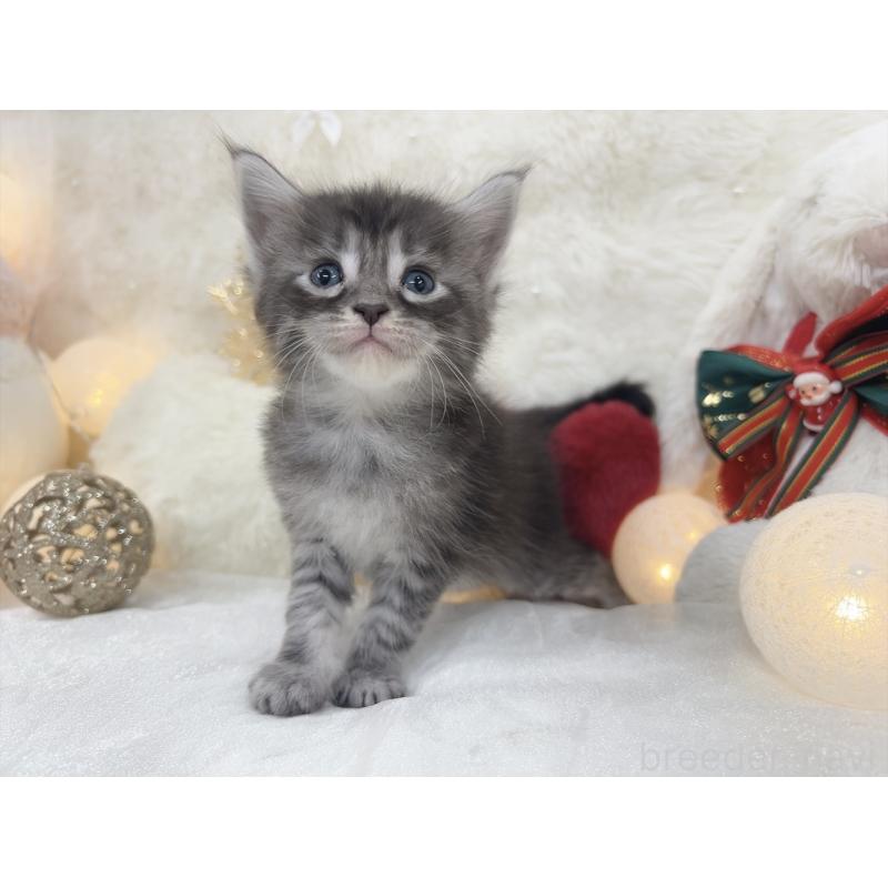 販売中の大阪府のメインクーン-133982の6枚目