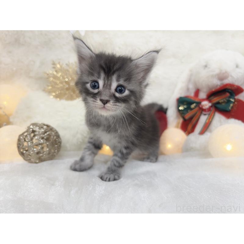 販売中の大阪府のメインクーン-133982の5枚目