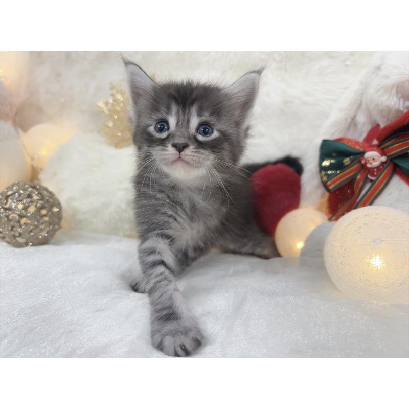 販売中の大阪府のメインクーン-133982の4枚目