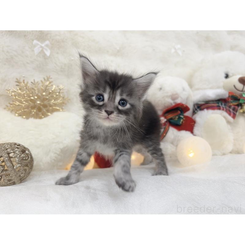 販売中の大阪府のメインクーン-133982の3枚目