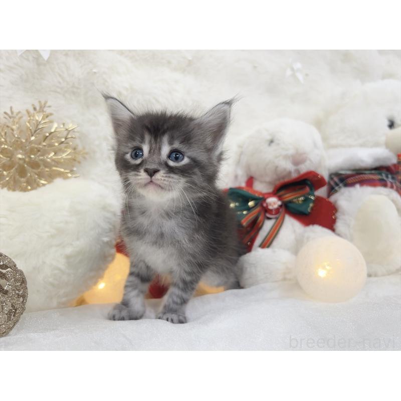 販売中の大阪府のメインクーン-133982の2枚目