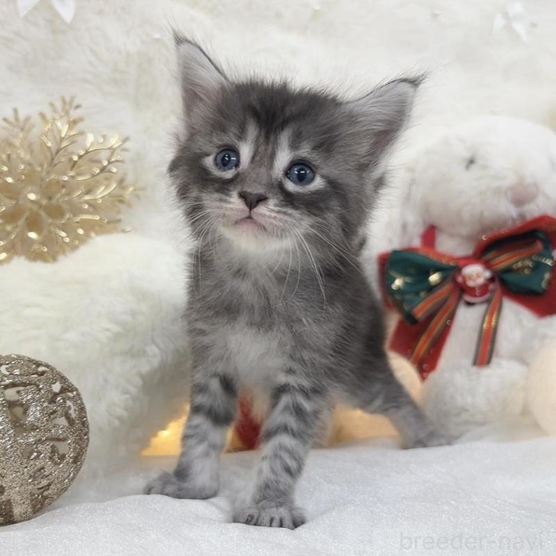 販売中の大阪府のメインクーン-133982