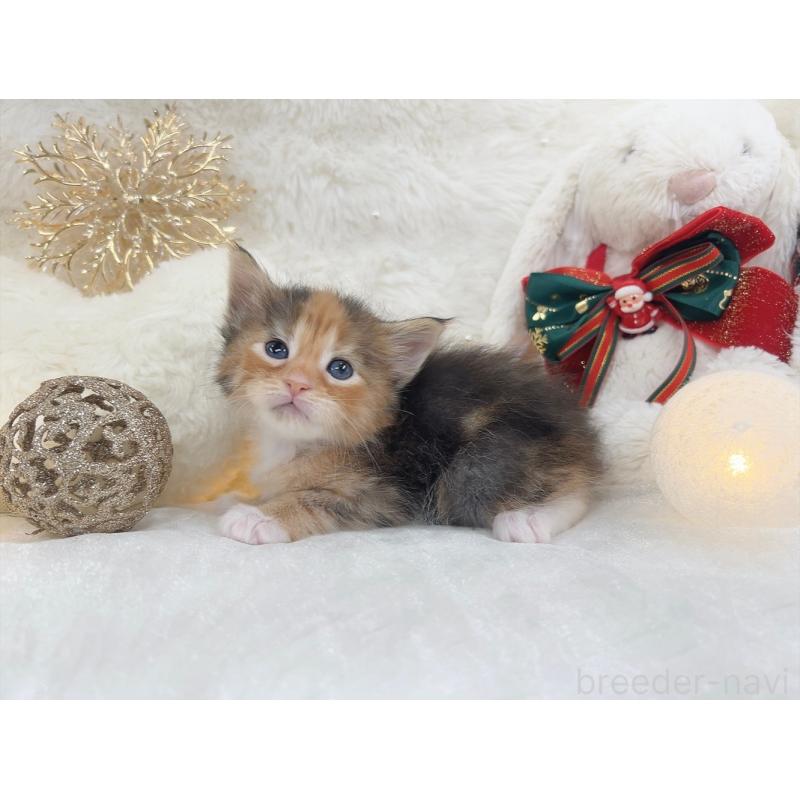 販売中の大阪府のメインクーン-133983の4枚目