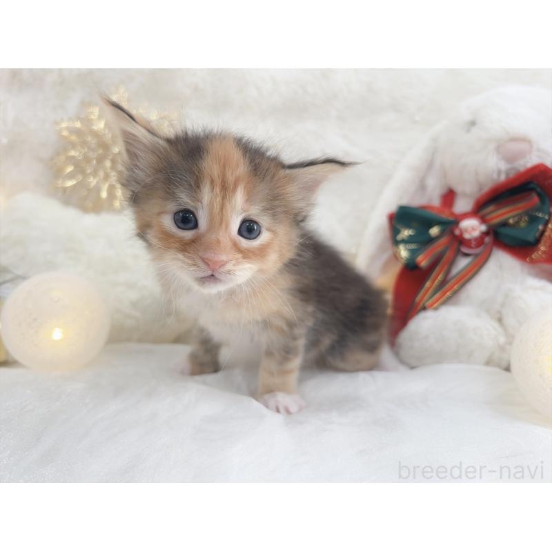 販売中の大阪府のメインクーン-133983の3枚目