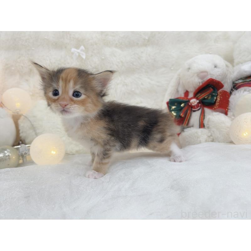 販売中の大阪府のメインクーン-133983の2枚目