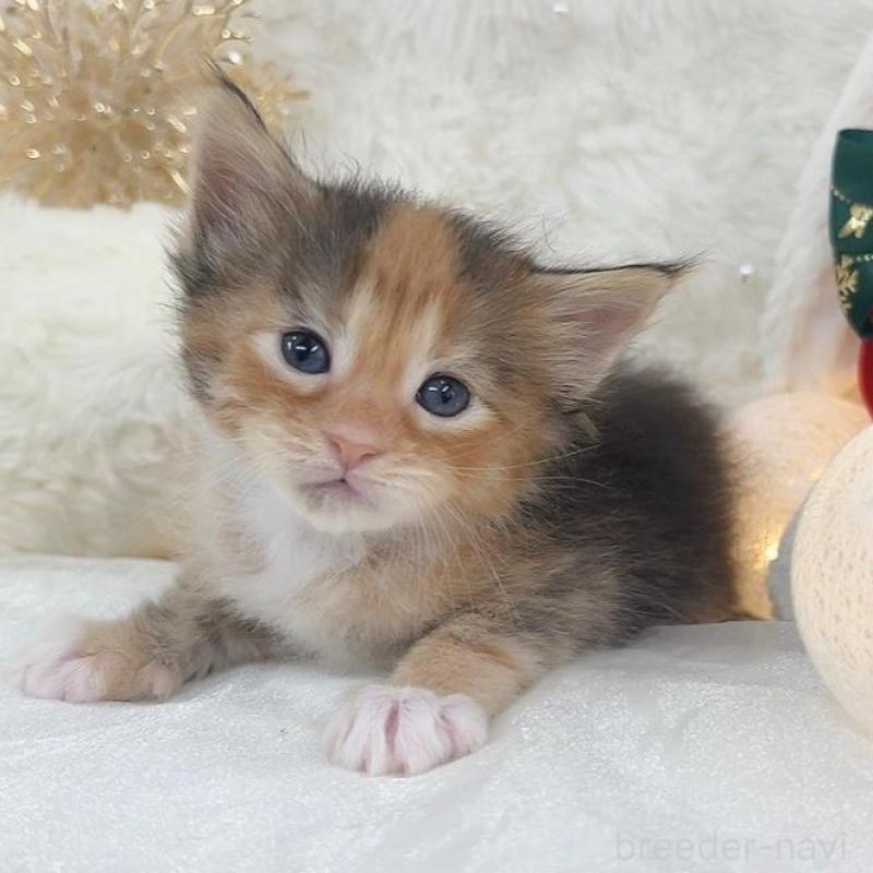 販売中の大阪府のメインクーン-133983