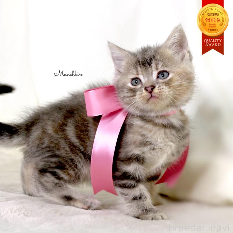 販売中の栃木県のマンチカン-131993