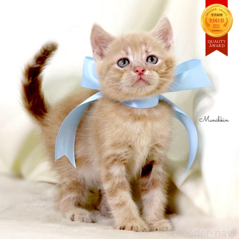 販売中の栃木県のマンチカン-131995