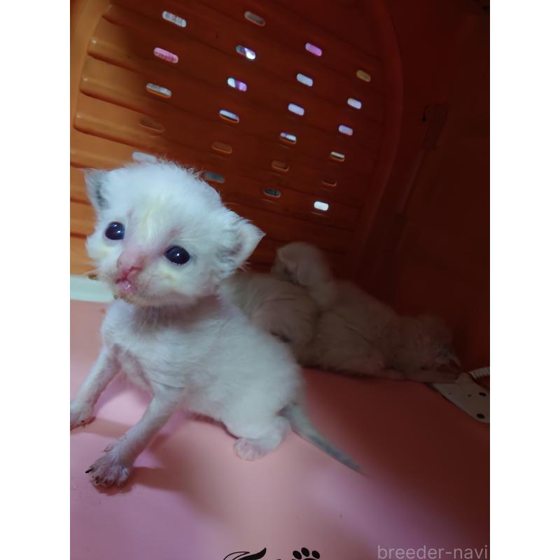 販売中の兵庫県のラグドール-133985の3枚目