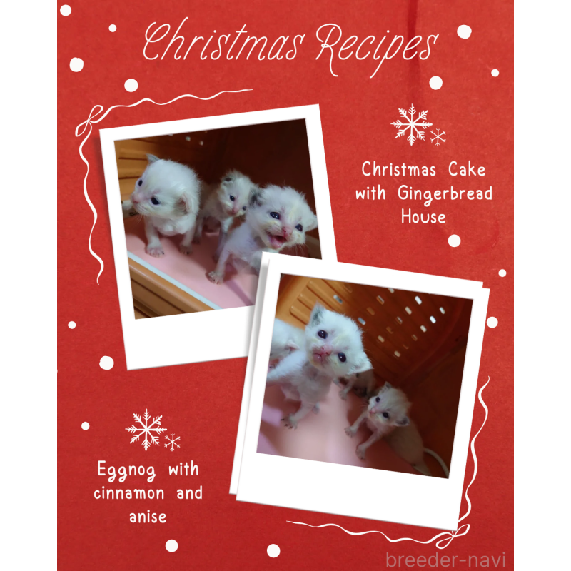 販売中の兵庫県のラグドール-133985の2枚目