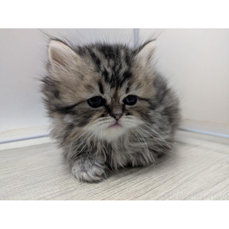 販売中の栃木県のミヌエット-133953の5枚目