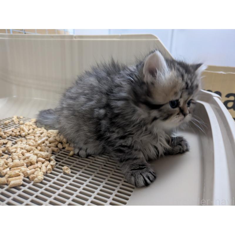 販売中の栃木県のミヌエット-133953の3枚目