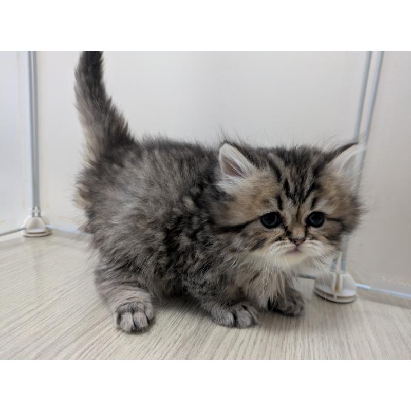 販売中の栃木県のミヌエット-133953の2枚目