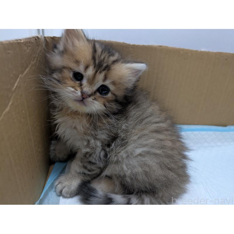 販売中の栃木県のミヌエット-133952の3枚目