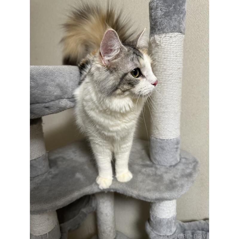 販売中の愛知県のノルウェージャンフォレストキャット-133986の4枚目