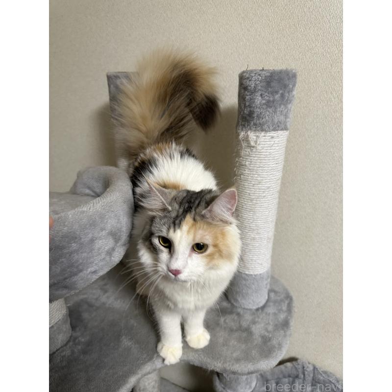 販売中の愛知県のノルウェージャンフォレストキャット-133986の3枚目