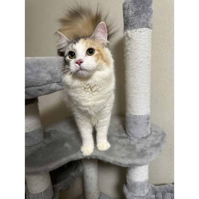 販売中の愛知県のノルウェージャンフォレストキャット-133986の2枚目