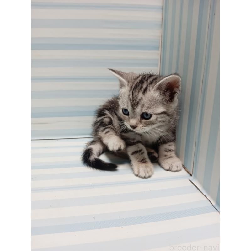 販売中の静岡県のアメリカンショートヘア-133316の5枚目