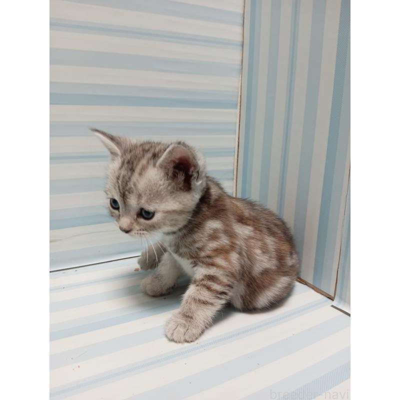 販売中の静岡県のアメリカンショートヘア-133313の2枚目