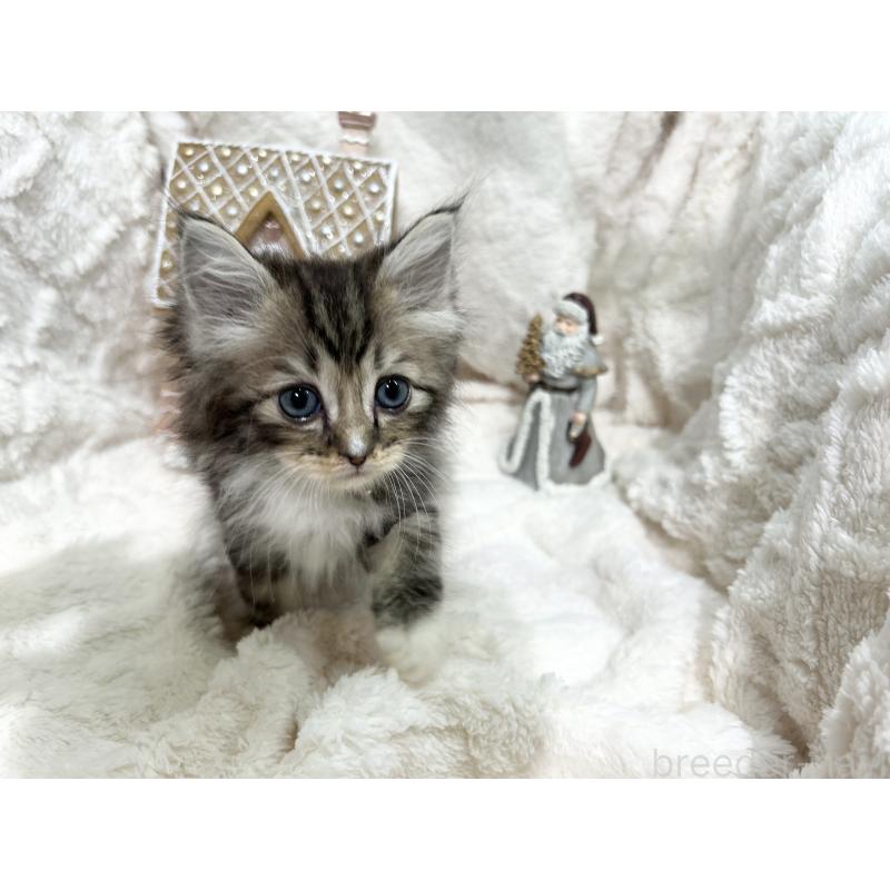 成約済の三重県のラガマフィン-133694の14枚目