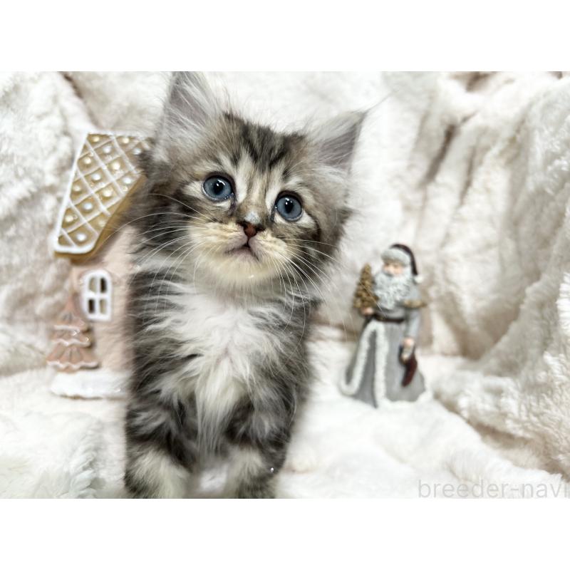 成約済の三重県のラガマフィン-133694の11枚目