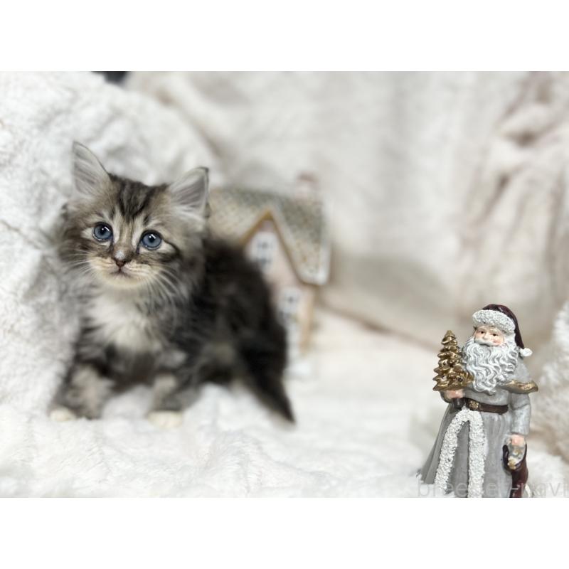 成約済の三重県のラガマフィン-133694の9枚目