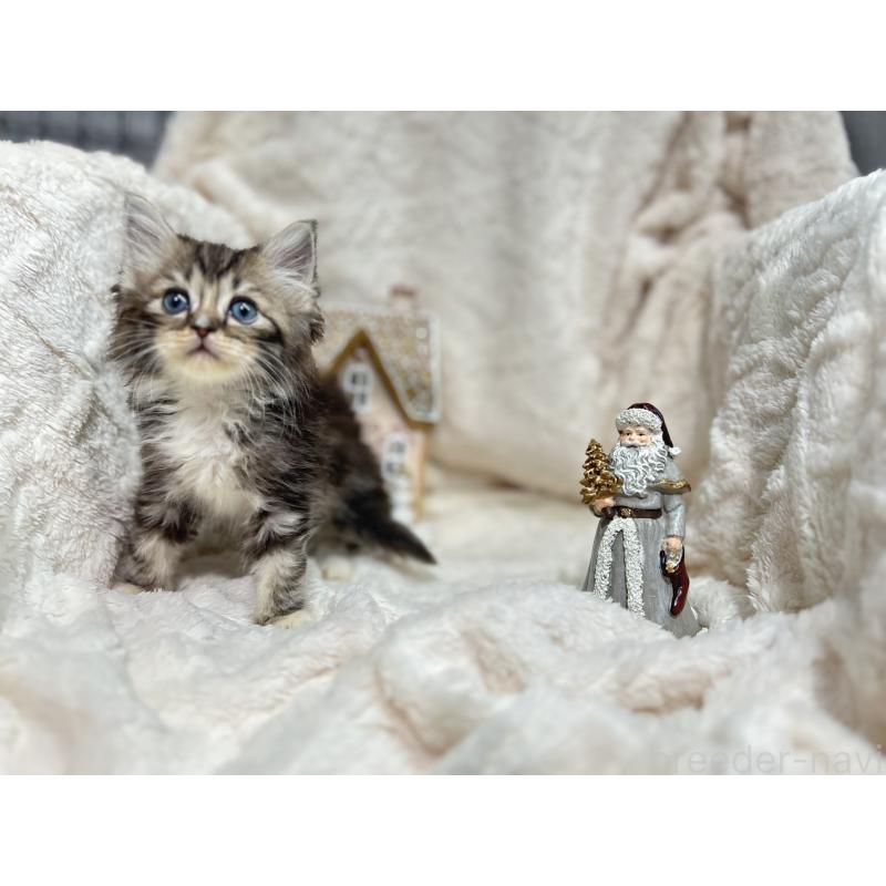 成約済の三重県のラガマフィン-133694の8枚目