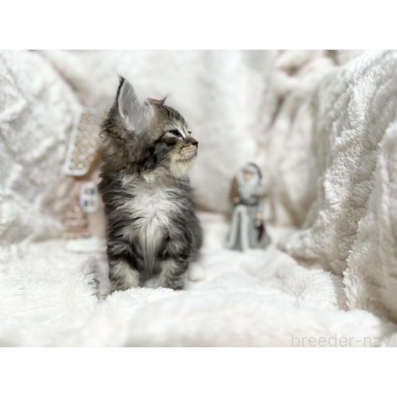 成約済の三重県のラガマフィン-133694の3枚目