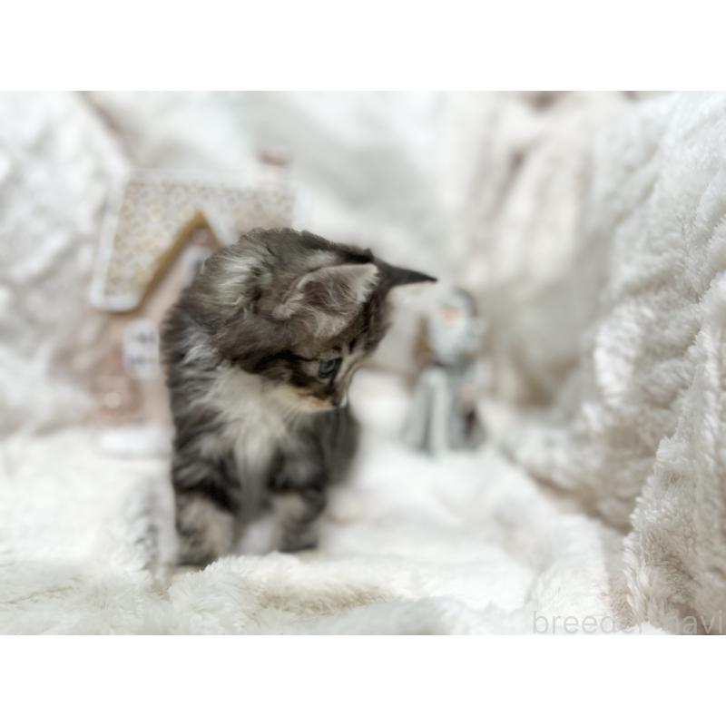 成約済の三重県のラガマフィン-133694の2枚目