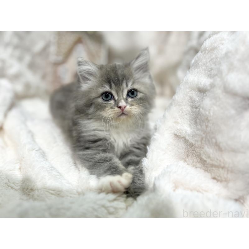 成約済の三重県のラガマフィン-133698の12枚目