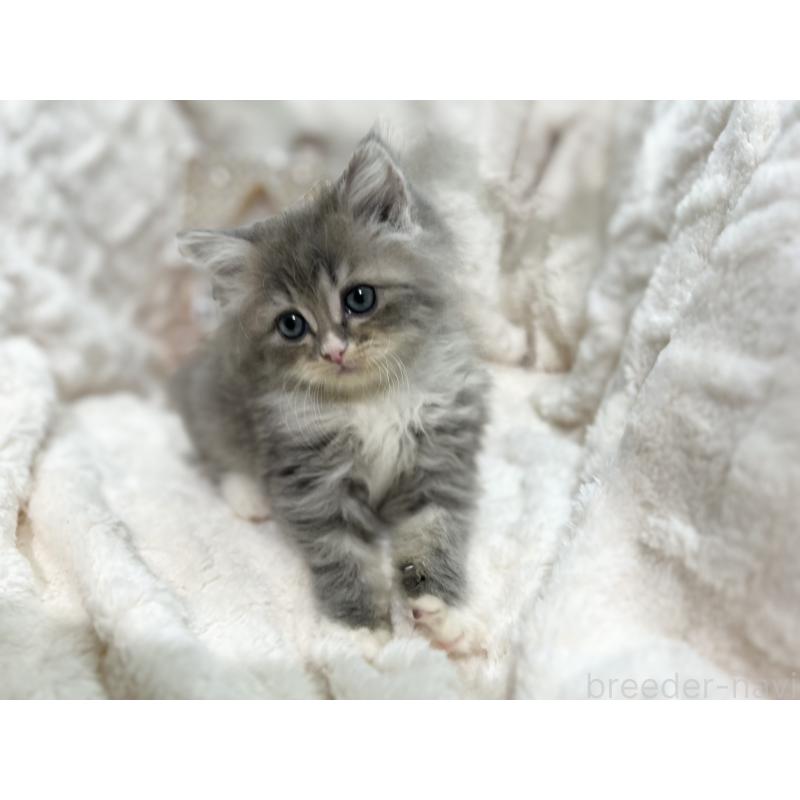 成約済の三重県のラガマフィン-133698の9枚目