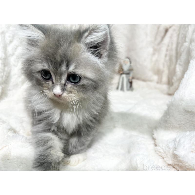 成約済の三重県のラガマフィン-133698の6枚目