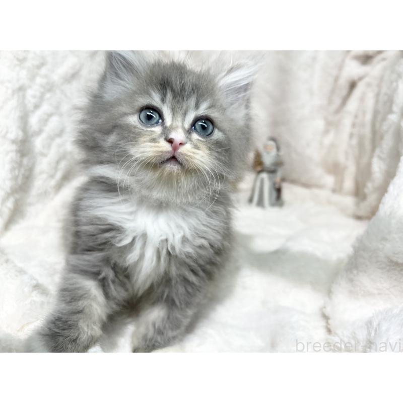 成約済の三重県のラガマフィン-133698の5枚目