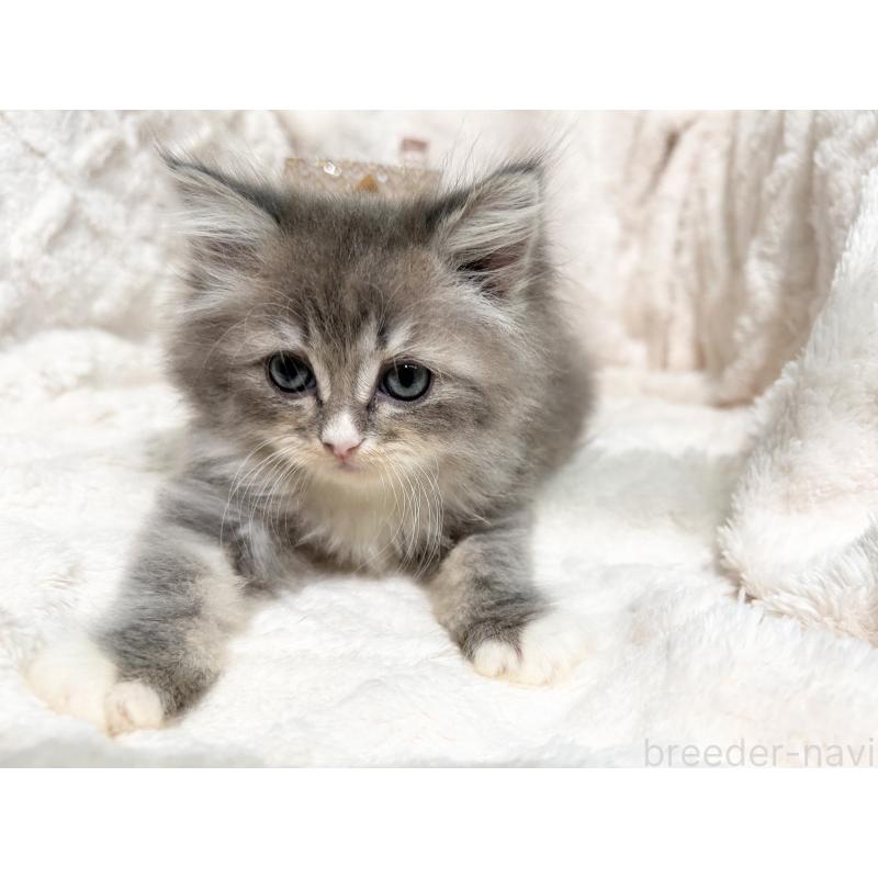 成約済の三重県のラガマフィン-133698の4枚目