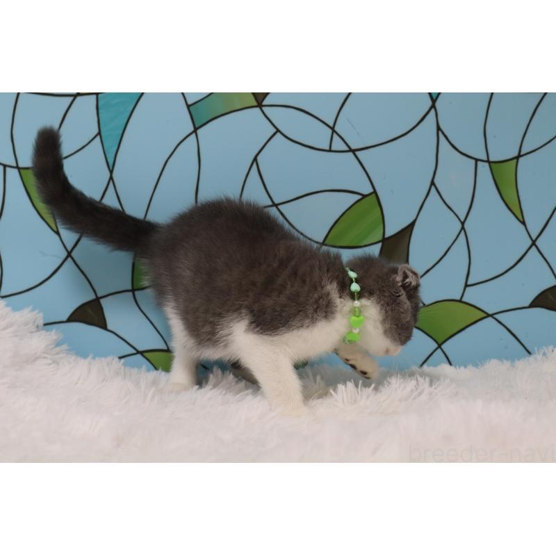 販売中の東京都のスコティッシュフォールド(折れ耳)-133899の5枚目