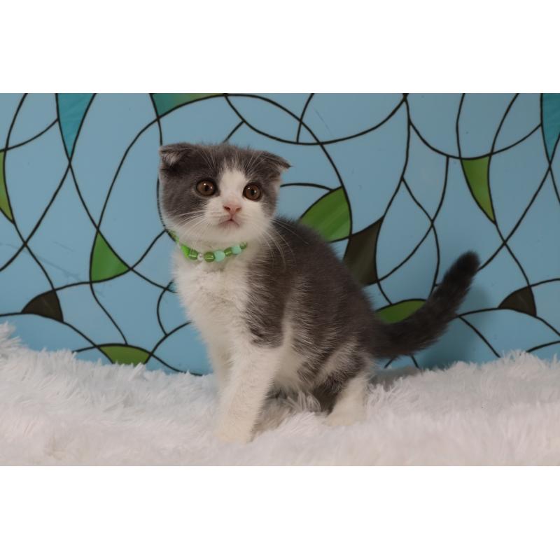 販売中の東京都のスコティッシュフォールド(折れ耳)-133899の3枚目