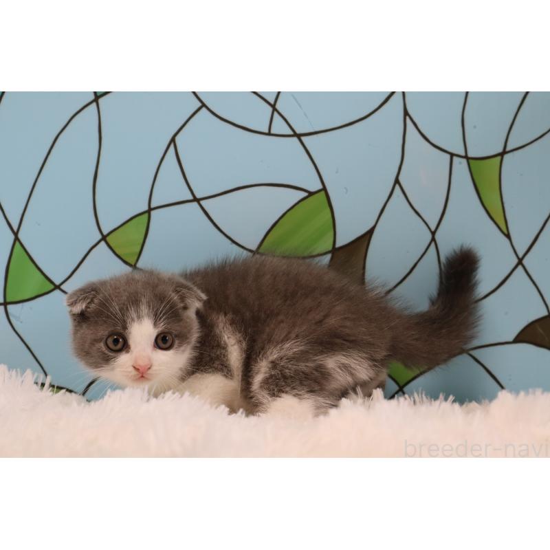 販売中の東京都のスコティッシュフォールド(折れ耳)-133899の2枚目