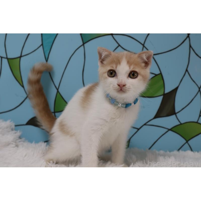 販売中の東京都のスコティッシュフォールド-133900の4枚目