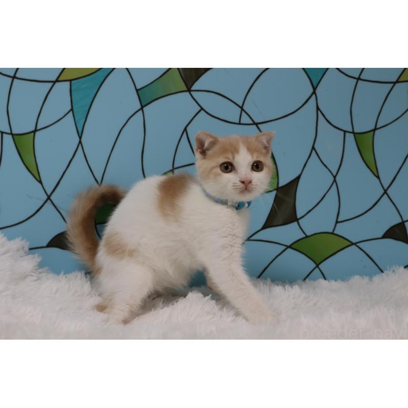 販売中の東京都のスコティッシュフォールド-133900の3枚目