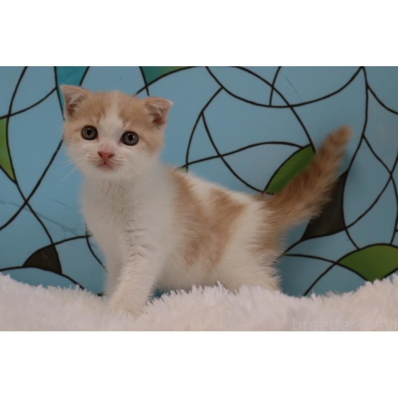 販売中の東京都のスコティッシュフォールド-133900の2枚目