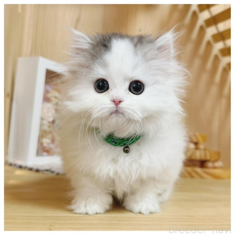 販売中の長野県のミヌエット(短足)-133901の12枚目