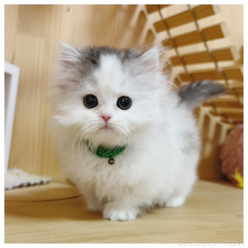 販売中の長野県のミヌエット(短足)-133901の11枚目