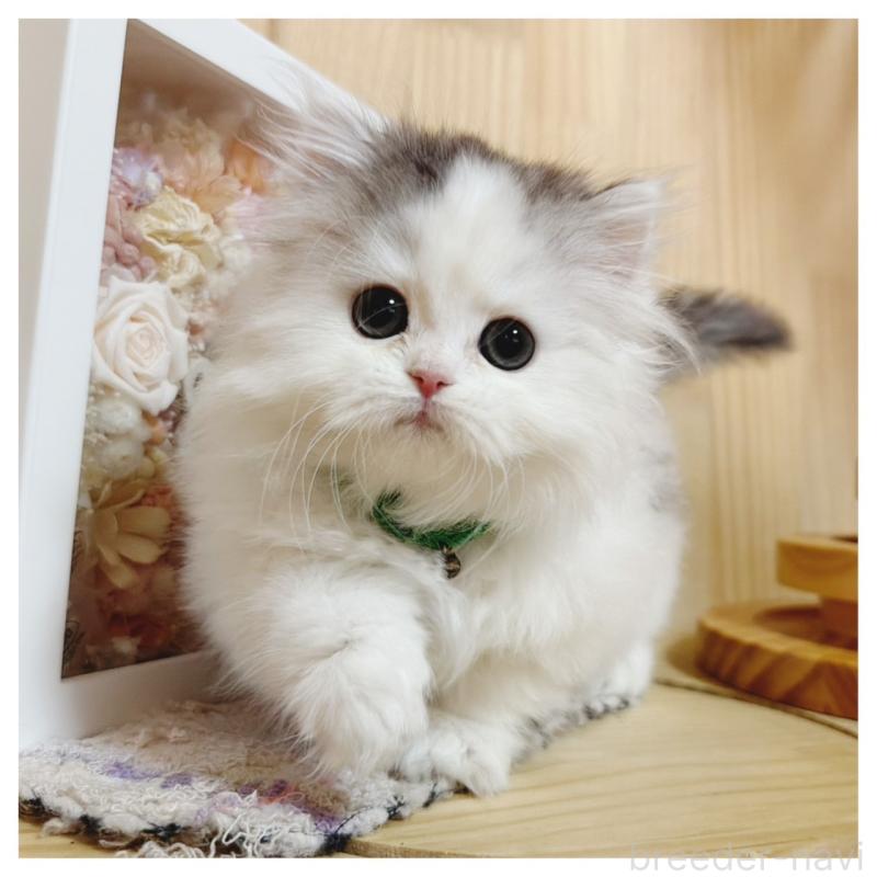 販売中の長野県のミヌエット(短足)-133901の10枚目