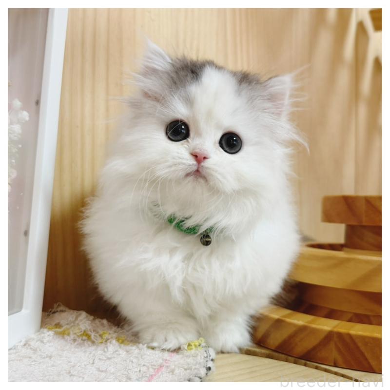 販売中の長野県のミヌエット-133901