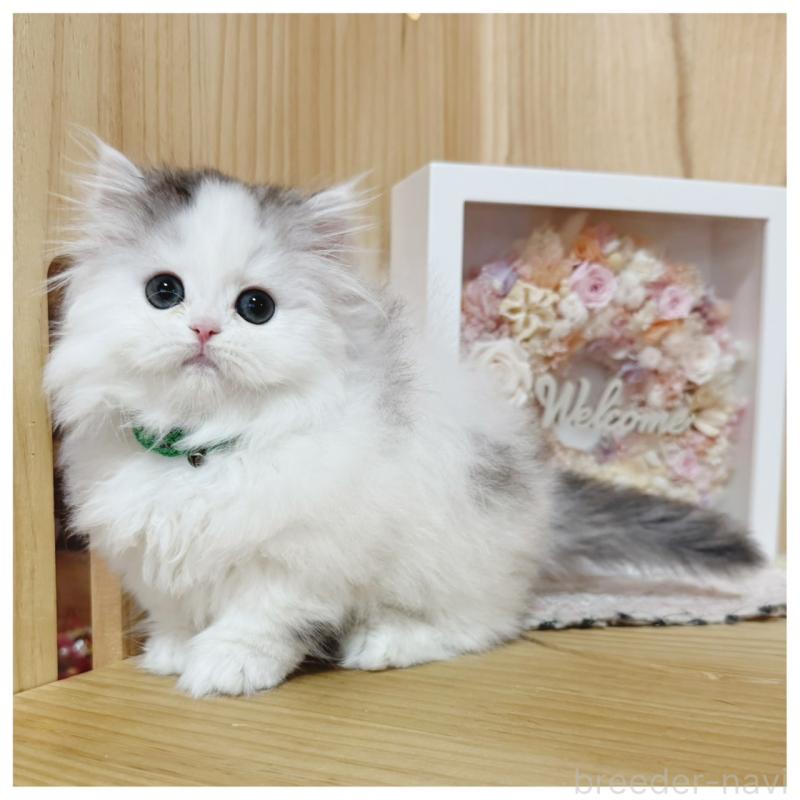 販売中の長野県のミヌエット(短足)-133901の9枚目