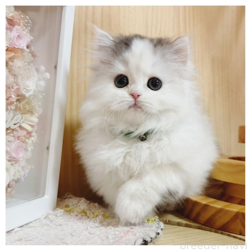 販売中の長野県のミヌエット(短足)-133901の7枚目