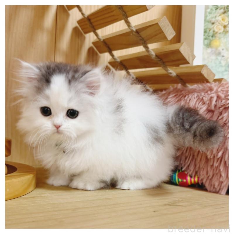 販売中の長野県のミヌエット(短足)-133901の6枚目