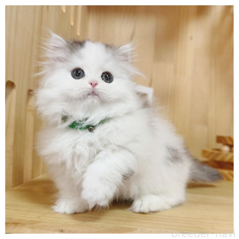 販売中の長野県のミヌエット(短足)-133901の5枚目