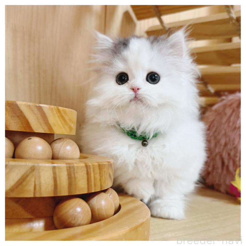 販売中の長野県のミヌエット(短足)-133901の4枚目