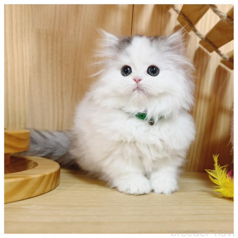 販売中の長野県のミヌエット(短足)-133901の3枚目